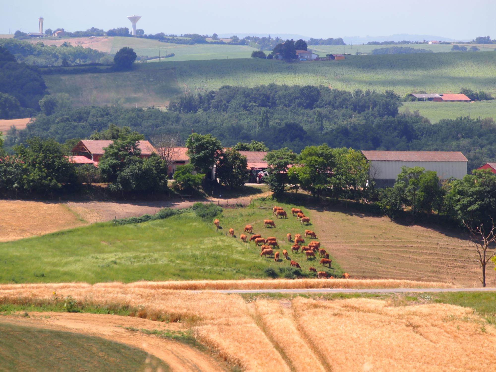 Ferme-de-Peyrot-vente-directe-de-viande-bovine-limousine-montgazin-en-haute-garonne