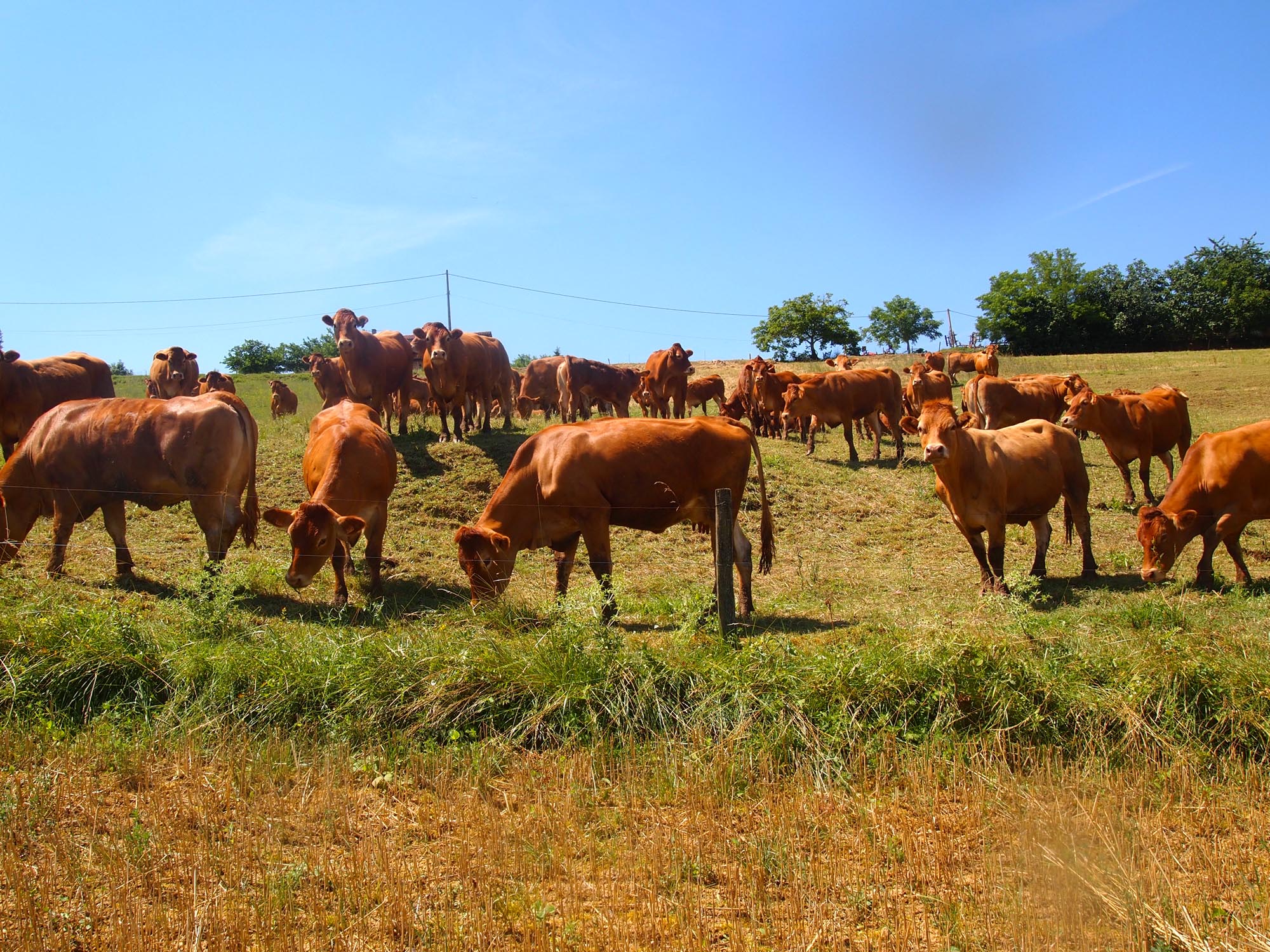 Ferme-de-Peyrot-vente-directe-de-viande-bovine-limousine-montgazin-en-haute-garonne-troupeau
