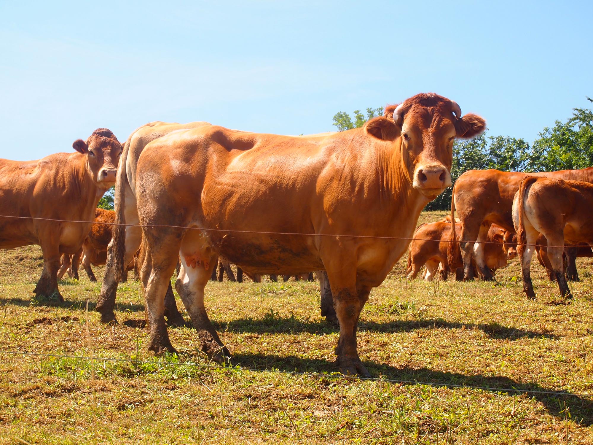 Ferme-de-Peyrot-vente-directe-de-viande-bovine-limousine-montgazin-en-haute-garonne-troupeau