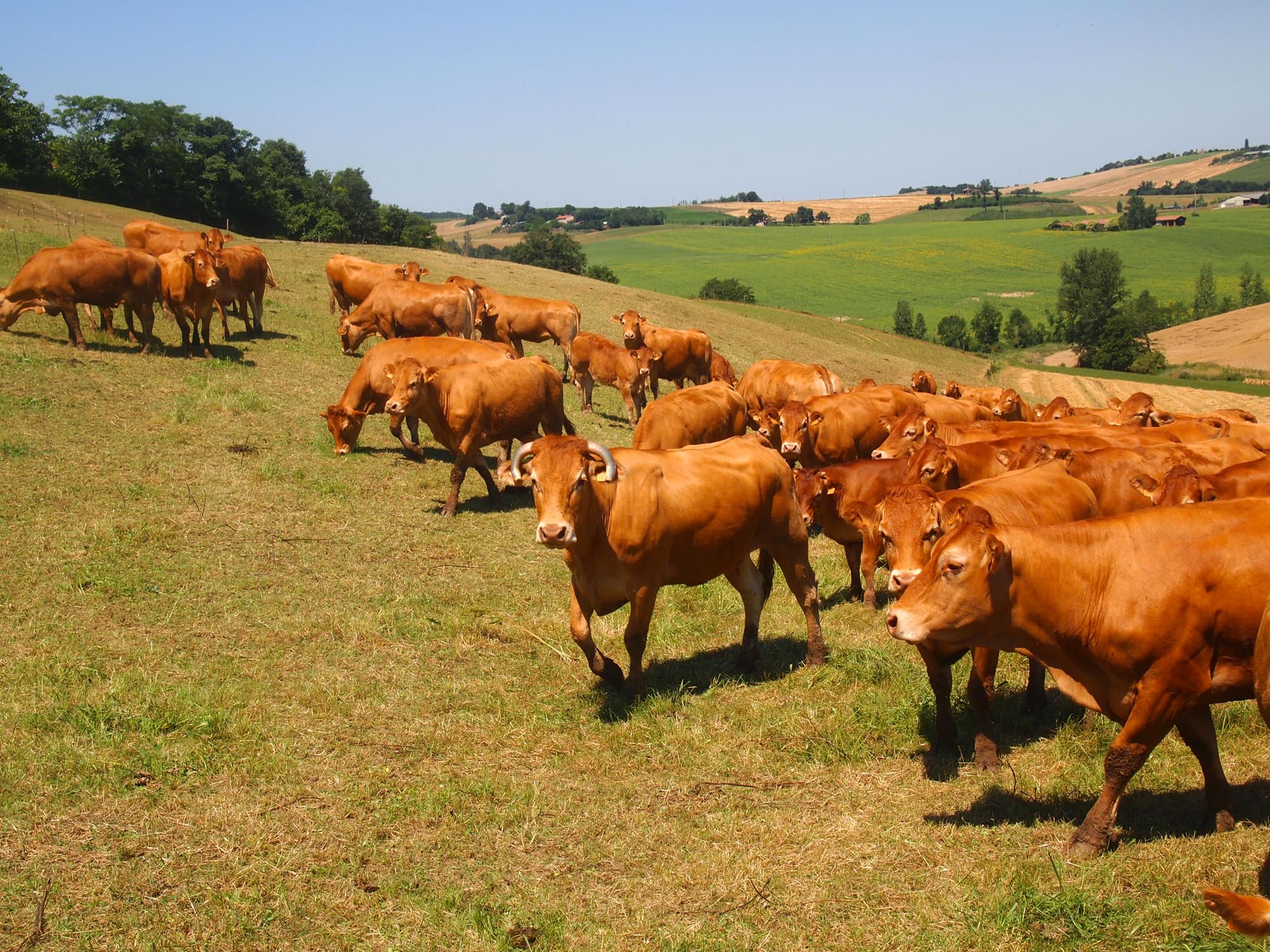 Ferme-de-Peyrot-vente-directe-de-viande-bovine-limousine-montgazin-en-haute-garonne-troupeau