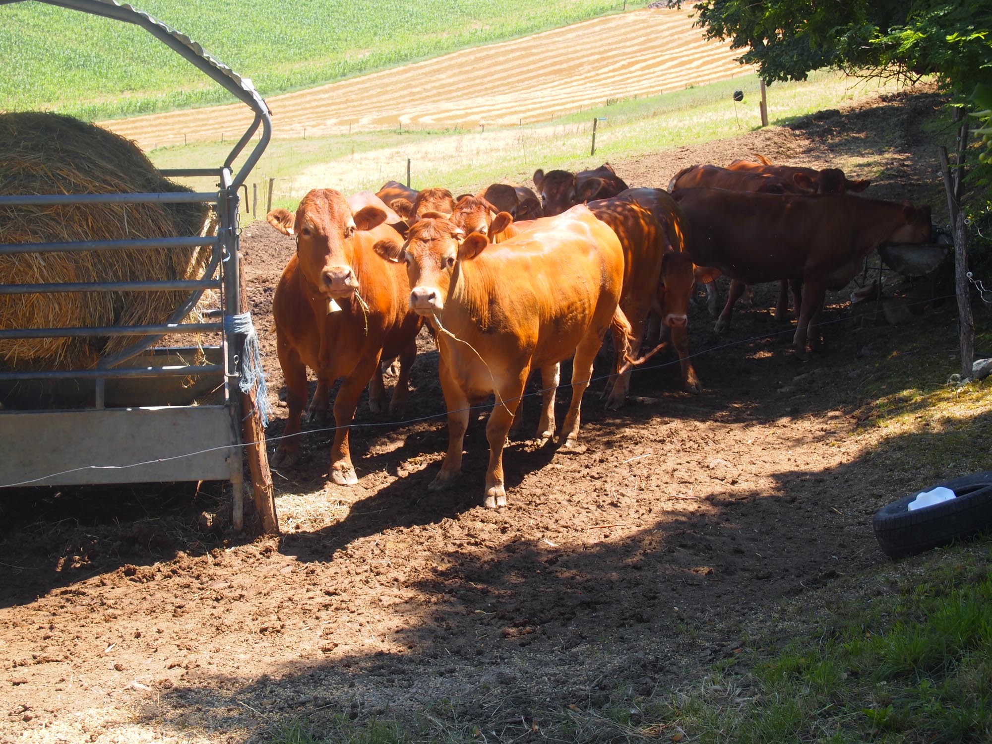 Ferme-de-Peyrot-vente-directe-de-viande-bovine-limousine-montgazin-en-haute-garonne-troupeau