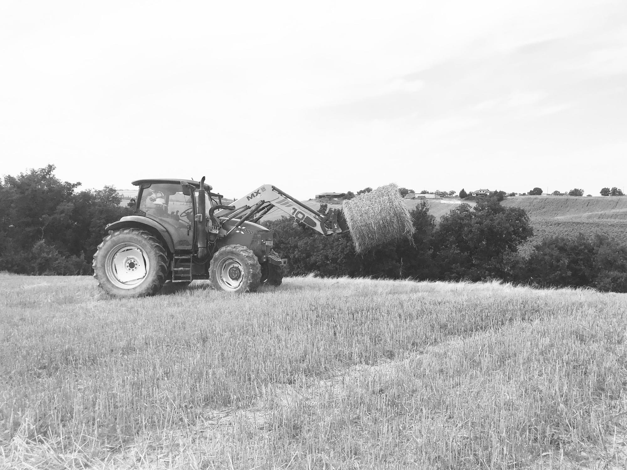 ferme-de-peyrot-vente-direct-viande-bovine-montgazin-haute-garonne-occitanieNB